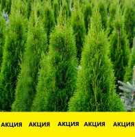 Туя западная Смарагд