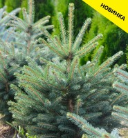 Ель колючая Кайбаб 