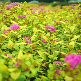 Спирея японская Голден Принцесс